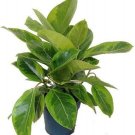 Ficus Gems Golden Altissimas Rubbers Tree Live Plant 6" Pot Indoor Outdoor Garden Ficus Gems Golden Altissimas Rubbers Tree Live Plant 6" Pot Indoor Outdoor Garden