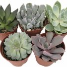 Echeveria Desert Rose 5 Different Succulent In Out Live Plant 2" Pot Indoor Outdoor Garden Echeveria Desert Rose 5 Different Succulent In Out Live Plant 2" Pot Indoor Outdoor Garden