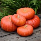 Pumpkin Cinderella French Also Known As Rouge Vif Etampes 3 Grams Seeds Indoor Outdoor Garden