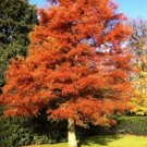 Metasequoia Redwoods Dawns Beautiful Glyptostroboides Live Tree Quart Pot Indoor Outdoor Garden Metasequoia Redwoods Dawns Beautiful Glyptostroboides Live Tree Quart Pot Indoor Outdoor Garden