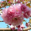 Cherry Flowering Kwanzan Has Double Pink Flowers Not Bare Fruit Live Tree Indoor Outdoor Garden