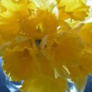 Lilys Lents Narcissus Pseudonarcissus Buttercups 25 Wild Daffodil Bulbs Indoor Outdoor Garden