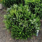 Rosemary Baby Smallest World'S Live Plant 2.5" Pot Indoor Outdoor Garden