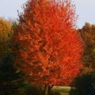 Blaze Autumns Improved Cross Betweens Red Silver Live Plant Quart Pot Indoor Outdoor Garden