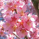 Cherrys Okames Flowering Beautiful Pink Flowers Live Thrive Tree 3" Pot Indoor Outdoor Garden