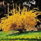 Forsythia Gold Lynwood Golden Xintermedia Bells Light Lemon Yellow Flower 4" Pot Indoor Outdoor Gard