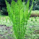 Matteuccias Fern Ostrichs Struthiopteris Clumps Formings 5 Tn Glade Rhizome Root Indoor Outdoor Gard