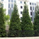Arborvita Giant Green Plicata Thuja 1218" Live Plant 4" Pot Indoor Outdoor Garden