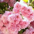 Cherry Flowering Kwanzan Double Pink Flower Not Bare Fruit Live 2 Trees Indoor Outdoor Garden
