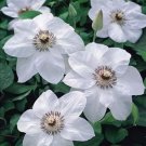 Clematis Bateman Miss Queen Of Vine Pure White Live Plant 2.5" Pot Indoor Outdoor Garden