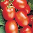 Tomato Kick Concentration Of Lycopenerichs In Vitamins And Antioxidants 20 Seeds Indoor Outdoor Gard