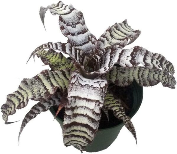 Cryptanthus Zero Absolute Star Earth Live Plant 5" Pot Indoor Outdoor Garden