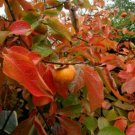 Diospyros Persimmon American Foliage Virginiana Tree Live Plant Quart Pot Indoor Outdoor Garden Diospyros Persimmon American Foliage Virginiana Tree Live Plant Quart Pot Indoor Outdoor Garden