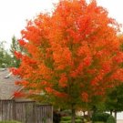 Maple Glorys Octobers Red Cultivar Live Plant Quart Pot Indoor Outdoor Garden Maple Glorys Octobers Red Cultivar Live Plant Quart Pot Indoor Outdoor Garden