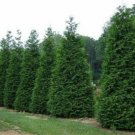 Arborvitae Giant Green Plicata Thuja Dappled Live Plant 23' Trade Gallon Indoor Outdoor Garden