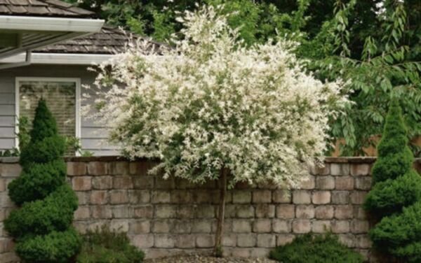Nishiki Willow Dapled Narrow Tree Shrub Variegated Live Plant Quart Pot Indoor Outdoor Garden
