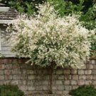 Nishiki Willow Dapled Narrow Tree Shrub Variegated Live Plant Quart Pot Indoor Outdoor Garden