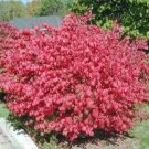 Euonymus Dwarfs Bushs Burning Green Foliage Alatus Shrub Bare Root Indoor Outdoor Garden