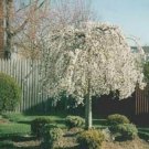 Cherry Weeping 2 Elegant Tree Wide Over Hanging Branches Out Live Plant 2.5" Pot Indoor Outdoor Gard