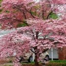 Dogwoods Tree Pink Adaptables To Various Live Plant 1016" Tall Quart Pot Indoor Outdoor Garden Dogwoods Tree Pink Adaptables To Various Live Plant 1016" Tall Quart Pot Indoor Outdoor Garden