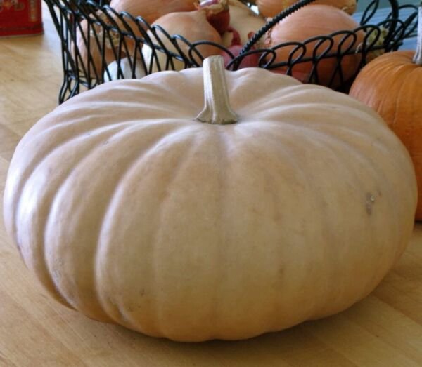 Pumpkin Long Island Chees Thanksgiving Smooth Tan Skin With Medium Ribs 20 Seeds Indoor Outdoor Gard