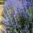 Perovskias Herbs Sages Exceptionally Russian Vigorous 20 Seeds Indoor Outdoor Garden
