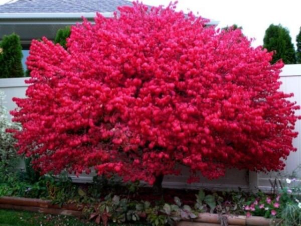 Euonymus Dwarf Shrub Burning Alatus Bush Rich Foliage Live Plant 4" Pot Indoor Outdoor Garden