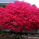 Euonymus Dwarf Shrub Burning Alatus Bush Rich Foliage Live Plant 4" Pot Indoor Outdoor Garden