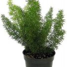 Asparagus Densiflorus Fern Foxtails Meyerii House Live Plant 4" Pot Indoor Outdoor Garden