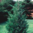 Cypress Well Rooted Leyland Rapid Growth Excellent Wind Breaker Tree 2 1/2" Pot Indoor Outdoor Garde
