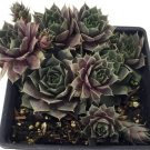 Sempervivum Moon Silverine Chicks Hens Charms House Live Plant Quart Pot Indoor Outdoor Garden