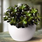 Ovata Jade Dwarf Minor Succulent Crassula House Live Plant 2.5" Pot Indoor Outdoor Garden Ovata Jade Dwarf Minor Succulent Crassula House Live Plant 2.5" Pot Indoor Outdoor Garden