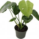 Monstera Deliciosa Philodendron Tastes Fruit Pineapple Live Plant 4" Pot Indoor Outdoor Garden Monstera Deliciosa Philodendron Tastes Fruit Pineapple Live Plant 4" Pot Indoor Outdoor Garden