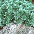 Artemisia Perenial Schmidtiana Mound Silver Sun Live Plant Quart Pot Indoor Outdoor Garden Artemisia Perenial Schmidtiana Mound Silver Sun Live Plant Quart Pot Indoor Outdoor Garden