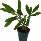Hydnophytum Ant Selebicums Moseleyanums Farm Live Plant 5" Pot Indoor Outdoor Garden
