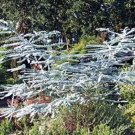 Eucalyptus Blues Babys Herbs Tree Enormous And Fascinating Genus 20 Seeds Indoor Outdoor Garden