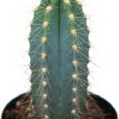 Pilocereus Column Pachicladus Cactus Out Live Plant 2 Packs In 2" Pots Indoor Outdoor Garden