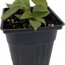 Petiole Fuzzy Philodendron Collector'S Series Live Plant 4" Pot Indoor Outdoor Garden