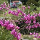 Dieramas Fishings Angels Rods S Pink Flowers On Archings Stems 20 Seeds Indoor Outdoor Garden