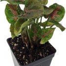 Nepthytis Pink Arrowhead Fairy Syngonium Live Plant 2.5" Pot Indoor Outdoor Garden