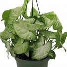 Syngonium Arrowheads White Nepthytis Butterflys Live Plant 35" Pot Indoor Outdoor Garden