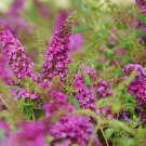 Buddleia Butterflys Beholds Chips Rubys Bush Miss Molly Live Plant 4" Pot Indoor Outdoor Garden