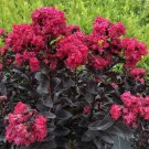 Lagerstroemia Pink Center Sun Stage Indicas Crapemyrtle Live Plant 4" Pot Indoor Outdoor Garden