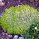 Aurea Moss Scottish Subulata Sagina White Live Plant Quart Pot Indoor Outdoor Garden
