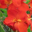 Cannas Pacifics South Variety Is Not From Tuber 2013 Aas Winners 5 Seeds Indoor Outdoor Garden