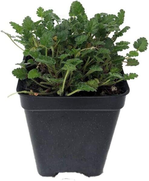 Cranesbill Erodiums White Geraniums Alpine Live Plant 25 Pot Indoor ...
