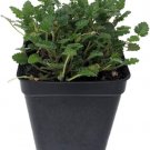 Cranesbill Erodiums White Geraniums Alpine Live Plant 25 Pot Indoor Outdoor Garden