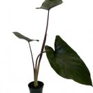 Alocasia Metalhead Rare Exotic Purple Leave House Live Plant 4" Pot Indoor Outdoor Garden