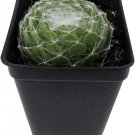 Chicks Hens Cobweb Dark House And Live Plant 2.5" Pot Indoor Outdoor Garden Chicks Hens Cobweb Dark House And Live Plant 2.5" Pot Indoor Outdoor Garden