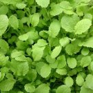 Spinach Tendergreen Mustard Brassica Komatsuna Botanical Interests 3 Grams Seeds Indoor Outdoor Gard
